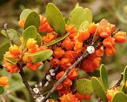 Image result for Pterocelastrus