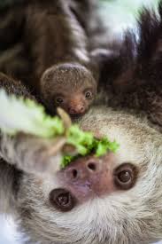 Lincoln Park Zoo Says They Are Hooked On New Sloth Baby Sloth Cute Baby Sloths Cute Sloth Pictures