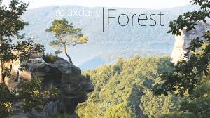 Light Relaxing Instrumental Background Music Relaxdaily Forest Easy Listening Music Smooth Music Easy Listening