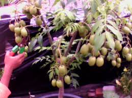 B4ru bibit tanaman durian montong dapat berbuah dalam pot/tabulampotrp58.000: 10 Jenis Tanaman Buah Yang Bisa Ditanam Dalam Pot Artikelagribisnis