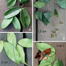 Image result for Englerodendron mengei