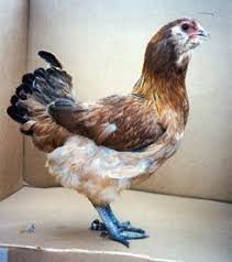 Olive Egger Chickens Chicks For Sale Fancy Chickens Beautiful Chickens Chicken Breeds