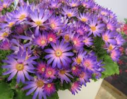 Senetti Plant Profile - Youtube