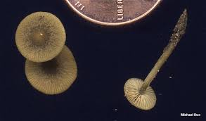 Image result for Simocybe centunculus