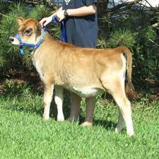 Miniature Cows Exist Here Are The Breeds Adorable Proof