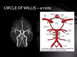 Image result for Posterior Circulation