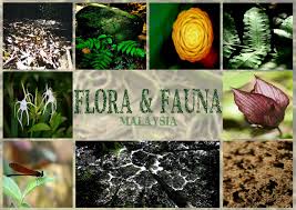 In peninsular malaysia, camphor, ebony, sandalwood, teak, and many varieties of palm trees abound. Image Result For Flora And Fauna Flora And Fauna Plant Leaves Fauna