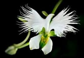This is also among the best smelling flowers in the world. Top 10 Most Beautiful Strange Flowers In The World Allsaying Com