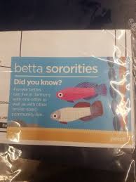 *new baby betta fish* in this video my girlfriend and i go to every fish store to. Petco Betta Sororities Fishkeepers Amino Amino