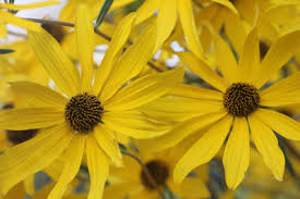 How to dry flowers in 2 minutes! Drying Flowers Home Garden Information Center