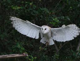 Harry Potter Owl Wallpapers Top Free Harry Potter Owl Backgrounds Wallpaperaccess You can download any harry potter mobile wallpaper for phone. harry potter owl wallpapers top free