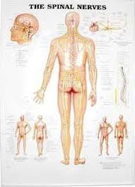 Spinal Nerves 3d Raised Relief Chart Anatomical Chart