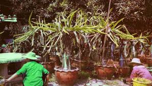 A huge wave of zombies is approching! Growing Dragon Fruit In Containers San Diego Pitaya Festival 2005 Dragon Fruit Photo