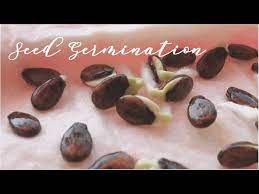 By adding bottom heat with a seedling heat mat it will encourage healthy root growth, which makes for healthy plants. Starting Watermelon Seeds Indoors Youtube