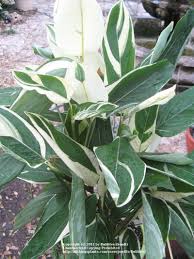 Bird Of Paradise Plant Leaves Curling Up Pin On Gardening And Hobbies