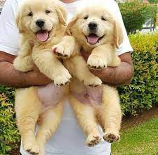 One male and 3 females remaining. Golden Retriever Puppy Delhi Retriever Puppy Puppies Cute Dogs And Puppies