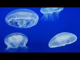 Take A Virtual Aquarium Field Trip With These Ocean And Sealife Live Feeds Perfect For Homeschooling Oc Monterey Bay Aquarium Monterey Bay Jellyfish Aquarium