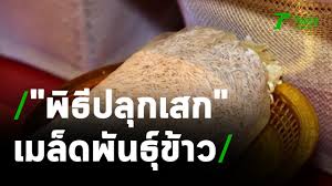 Royal family gossip, thai news now, suthida tidjai thai airways, thai election live, thairath news, thai news in english, thai post news, thai news online, matichon news, thairath daily news. Ceremony For The Consecration Of Rice Seeds In 2021 10 05 64 Thairath Midday News Thairath