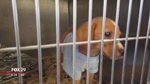 Home For The Holidays Local Shelter Launches Fostering Program Fox 29 News Philadelphia Local Shelters Shelter City Playground