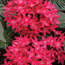 Image result for Pentas schumanniana