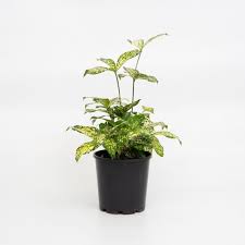 This plant is more full and bushy and not stalky. Browse Dracaena Florida Beauty Flower Power