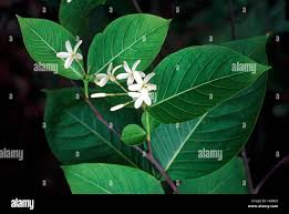 Image result for Holarrhena floribunda