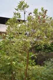 Image result for Conocarpus