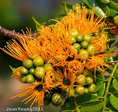 Image result for Cordyla