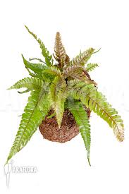Image result for Pteris auquieri