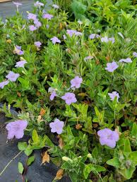 Image result for Vandellia humilis