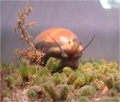 Image result for Graphorkis lurida