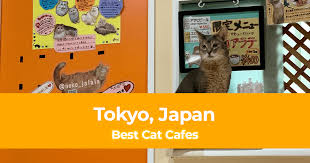 You have made the following selection in the maps.me map and location directory: Best Cat Cafes In Tokyo Japan With Rates Included