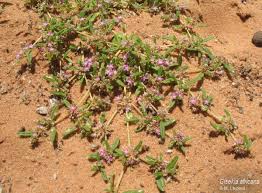 Image result for Gisekia africana