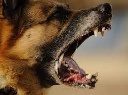 Check spelling or type a new query. Why Navy Seals Delta Force Take Dogs On Missions Against Terrorists