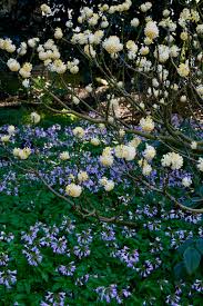 Image result for Cardamine obliqua
