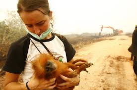 Indonesia, malaysia and brunei share the island of borneo, one of the world's most biodiverse regions. Indonesia Dayak Tribes In Danger Of Extinction Rainforest Rescue