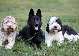 A crew we will never forget here at 304 Canine ❤️ We sure will miss having  them around, but know they are ready for the life ahead of them! So  grateful to