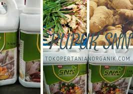 Termurah 0823 2292 4990 Produsen Jenis Pupuk Jahe Merah Kirim Di Mojokerto Pupuk Organik Tanaman Jahe