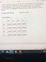 In a punnett square, each of the possible combinations of alleles from a certain gene (or genes) that you could inherit from your mother and your father are placed in columns and rows of a grid. Solved 3 Given The Punnett Square From Question 2 What Chegg Com
