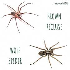 Black And Brown Wolf Spider The Brown Recluse Spider Is Commonly Mistaken For The Wolf Spider Although Both Are Harmful To Humans If Thr Brown Recluse Spider Brown Recluse Recluse Spider