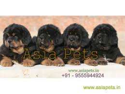 Original tibetan mastiff breeding base. Tibetan Mastiff Puppies For Sale In Thiruvananthapuram Best Price