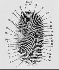 İlk önce nehemiah grew (1684), marcello malpighi (1686) ve jan evangelista purkyně (1823) gibi anatomistler insan parmaklarındaki kıvrımların özellikleri olduğunu belirtirken bundan faydalanma metodlarına da değinmişlerdir. Parmak Izi Desenleri Ve Farkli Tipleri Bilgiustam