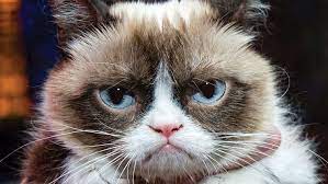 Grumpy Cat Know Your Meme
