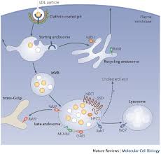 We did not find results for: Cellular Cholesterol Trafficking And Compartmentalization Nature Reviews Molecular Cell Biology