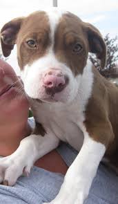 The Killing Of Puppy 43063 Nathan J Winograd