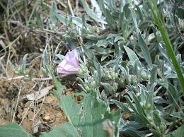 Image result for Astripomoea grantii