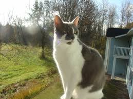 We did not find results for: Does My Cat Have Asthma What You Should Know About Feline Asthma Hubpages