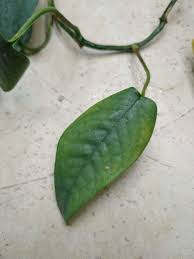 Image result for scale on plant