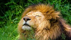 Los peligros a los que se enfrenta el león tienen que ver fundamentalmente con el hombre. Leon Guia De Fauna Rutachile