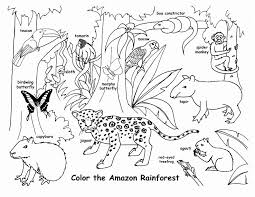 Forest Animal Coloring Page New Rain Forest Animals Coloring Pages For Kids And For Tierlebensraume Regenwald Tiere Zeichenunterricht